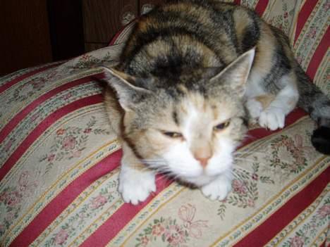 Huskat Rise - Min ynglings stol!   billede 9