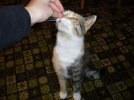 Huskat Rise - uuh har du nogle godbider? billede 10