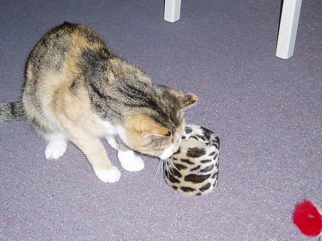 Huskat Rise - en mus!! jeg må snige mig frem!! billede 11