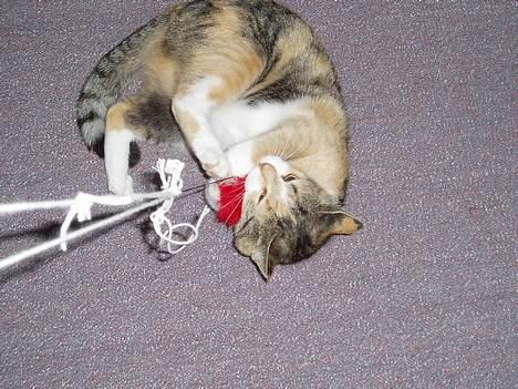 Huskat Rise - Hahaa! Jeg fik dig!!  billede 12