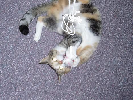 Huskat Rise - Uff mine øjne lyser?! billede 13