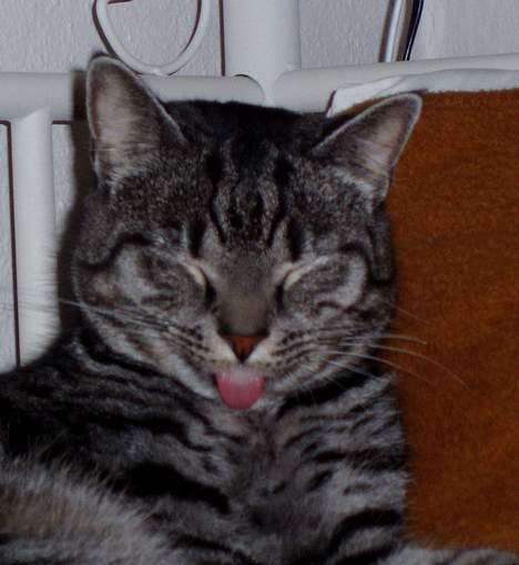 Blanding af racer Albus Dumbledore billede 17