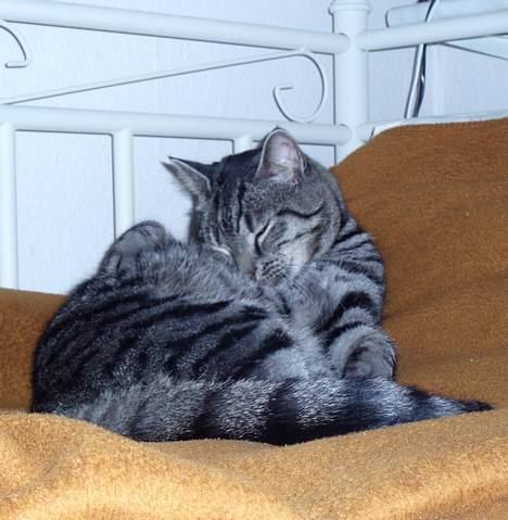 Blanding af racer Albus Dumbledore billede 18