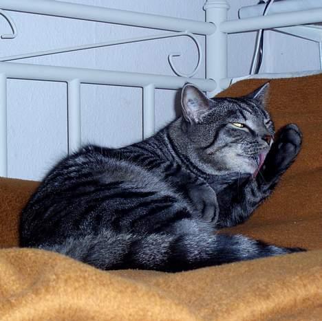 Blanding af racer Albus Dumbledore billede 19