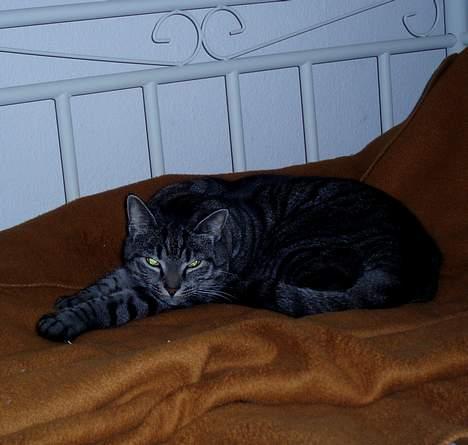 Blanding af racer Albus Dumbledore billede 20