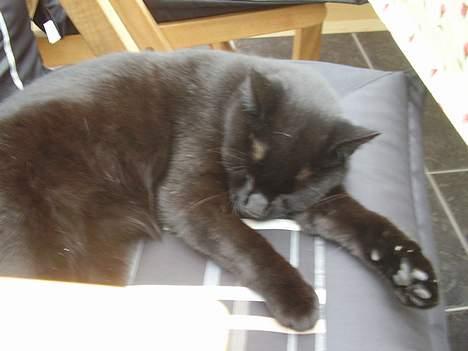 Huskat oliver - jeg er meget træt god nat ZZZZZZZ billede 1