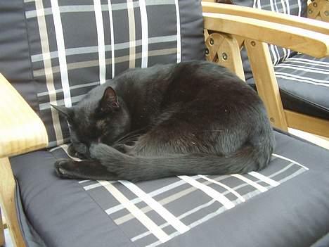 Huskat oliver - jeg sover ZZZ meget ZZZ  billede 3