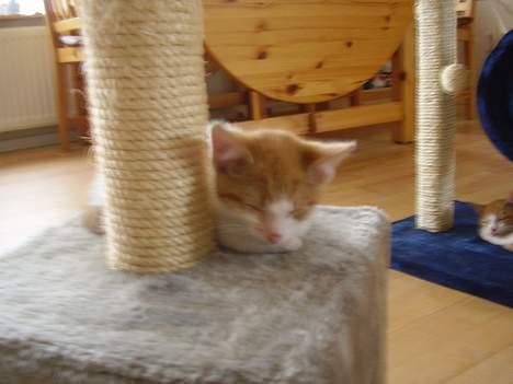 Huskat piv billede 1