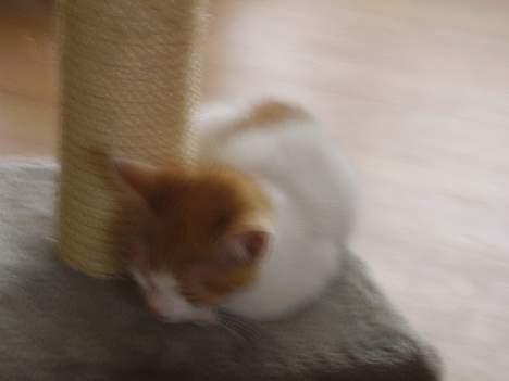 Huskat piv billede 2