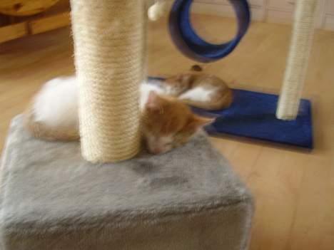 Huskat piv billede 3