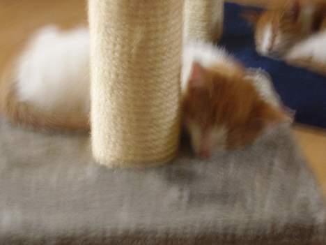 Huskat piv billede 4