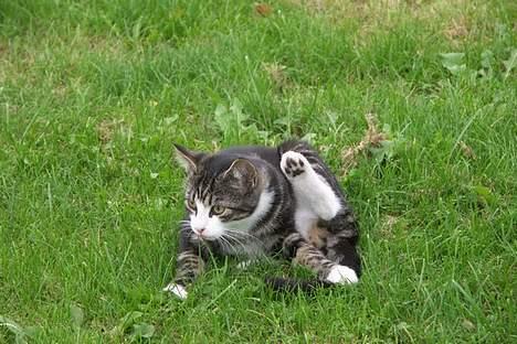 Huskat Frk. Smilla "Nuggi" - *NYT* billede 20