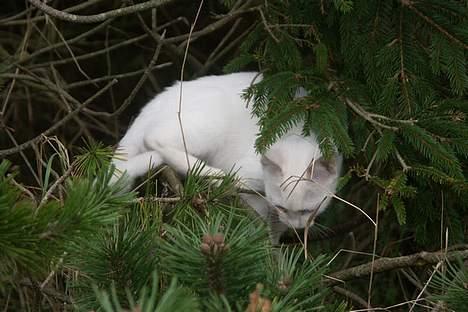 Huskat Snedronningen "Elmis" billede 13