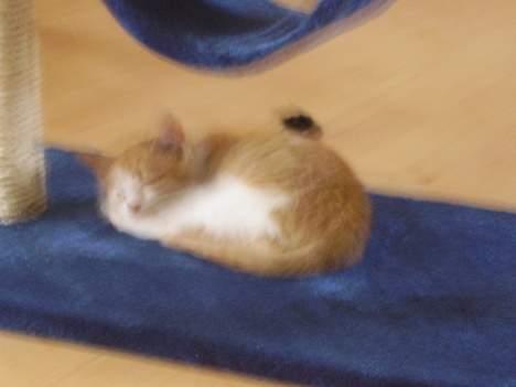 Huskat pjevs - sove sove sove billede 2