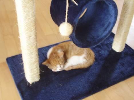 Huskat pjevs - sove sove sove billede 3