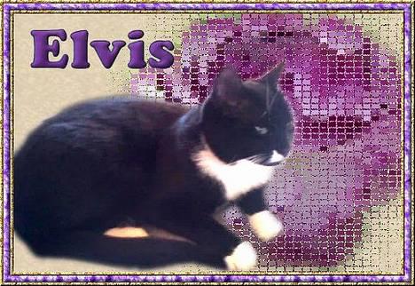 Huskat Elvis - Elvis, som spiser is billede 2