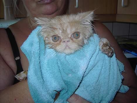 Perser Gizmo - Gizmo´s førte bad :p billede 1