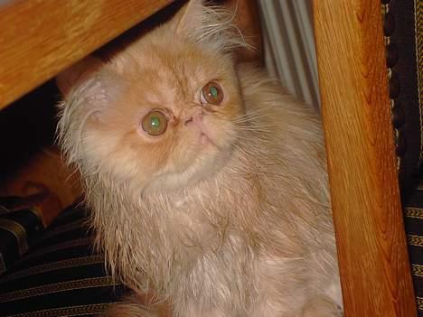 Perser Gizmo - Lidt mere tør... lidt mere chamerene :) ik ? billede 2