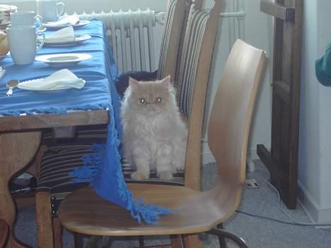 Perser Gizmo - tja.. der er føsdag.. og self skal Gizmo med til bords billede 3
