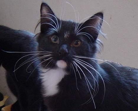 Norsk Skovkat Memfis - død 20/8-2015  født 12/5- - Knuuuurrrrhår billede 1