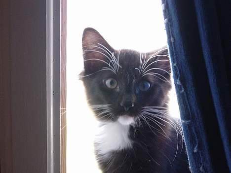 Norsk Skovkat Memfis - død 20/8-2015  født 12/5- - Memfis - 3 måneder gammel billede 2