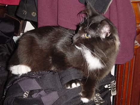 Norsk Skovkat Memfis - død 20/8-2015  født 12/5- - Memfis på vej ned i min rejsetaske ... billede 3