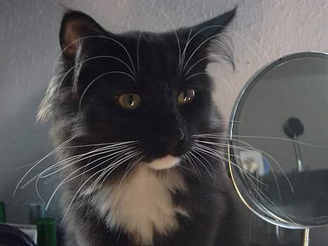 Norsk Skovkat Memfis - død 20/8-2015  født 12/5- billede 4
