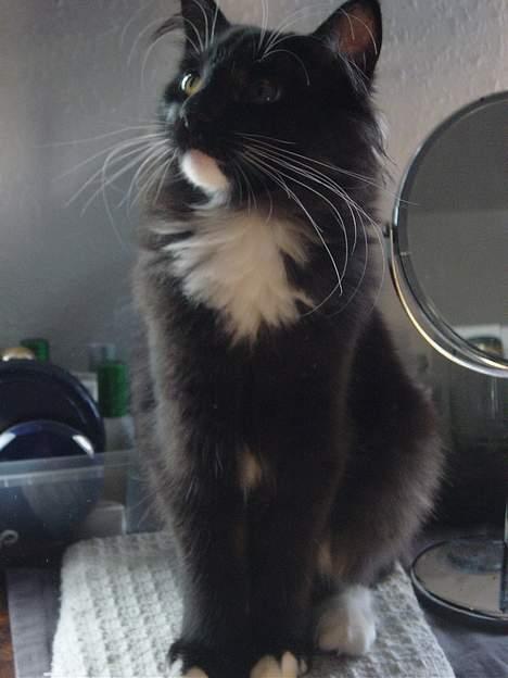 Norsk Skovkat Memfis - død 20/8-2015  født 12/5- billede 5