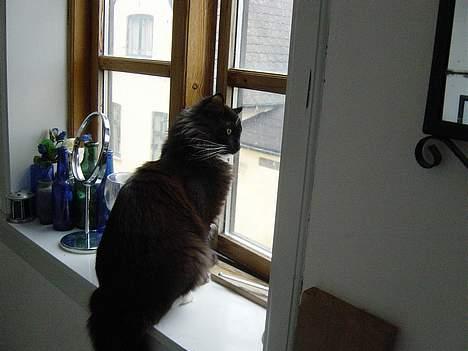 Norsk Skovkat Memfis - død 20/8-2015  født 12/5- billede 6