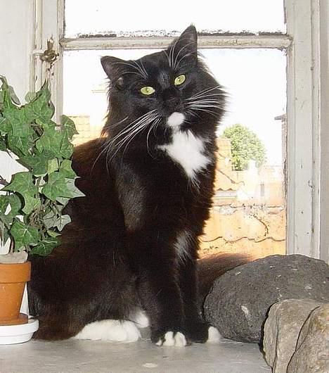 Norsk Skovkat Memfis - død 20/8-2015  født 12/5- billede 7