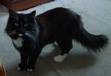 Norsk Skovkat Memfis - død 20/8-2015  født 12/5- billede 8