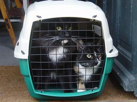 Norsk Skovkat Memfis - død 20/8-2015  født 12/5- - Fanget! Ai .. men vi skal ikke til dyrlægen .. vel?!??!! billede 9