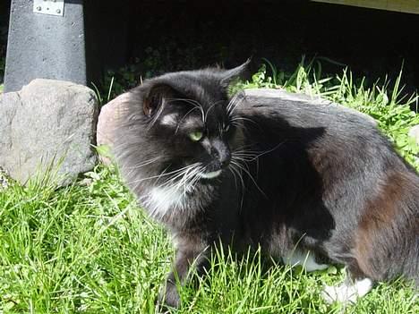 Norsk Skovkat Memfis - død 20/8-2015  født 12/5- billede 10