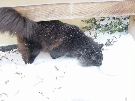 Norsk Skovkat Memfis - død 20/8-2015  født 12/5- billede 11