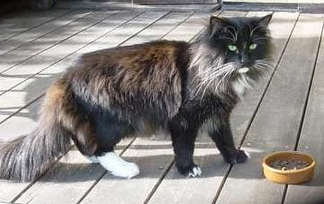 Norsk Skovkat Memfis - død 20/8-2015  født 12/5- billede 12