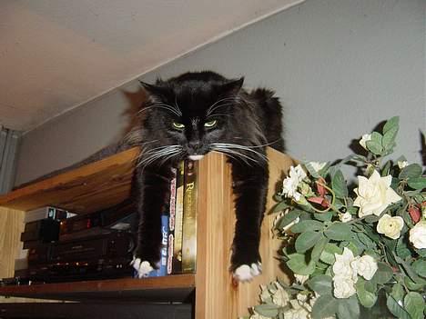 Norsk Skovkat Memfis - død 20/8-2015  født 12/5- - Memfis elsker at hænge ud .. billede 13