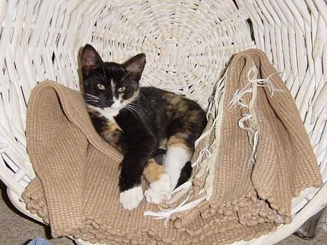 Huskat Madore - Madore 3 måneder gammel billede 1