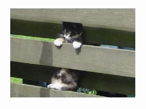 Huskat Madore - Hun er eventyrlysten billede 2