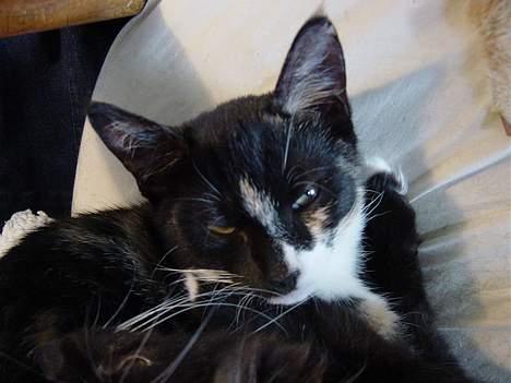 Huskat Madore billede 3