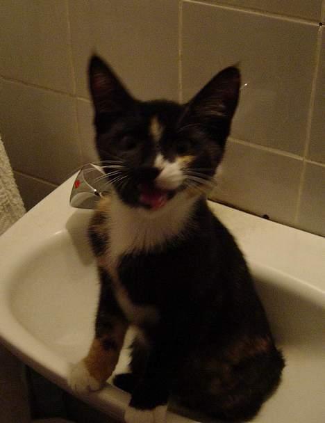 Huskat Madore billede 4