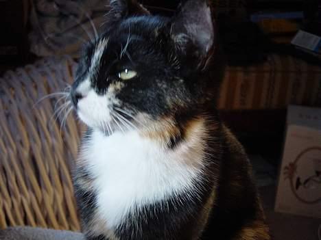 Huskat Madore billede 5