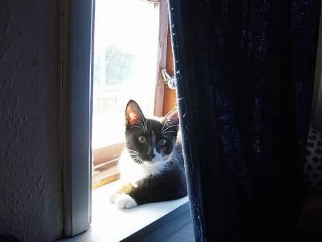 Huskat Madore billede 6