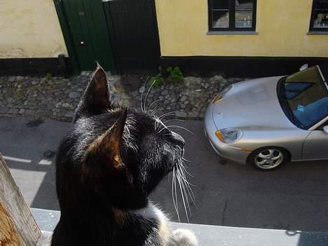 Huskat Madore - Jo - livet er godt :) billede 7