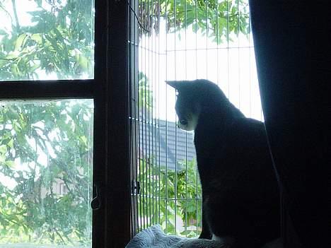 Huskat Madore - Indekat - øv billede 8