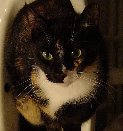 Huskat Madore billede 9