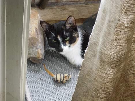 Huskat Madore - Madore med sit yndlingslegetøj billede 10