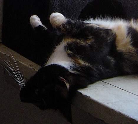 Huskat Madore billede 11