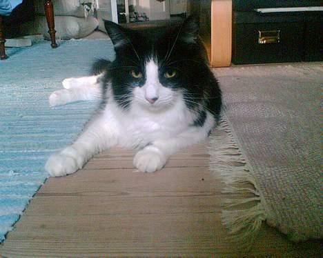 Norsk Skovkat Robin - Go´davs :o) billede 1