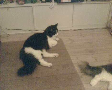 Norsk Skovkat Robin - Fla´er u´, er lige flyttet ind billede 2