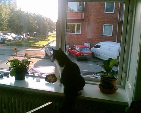 Norsk Skovkat Robin - Verden er så stor, så stor billede 3